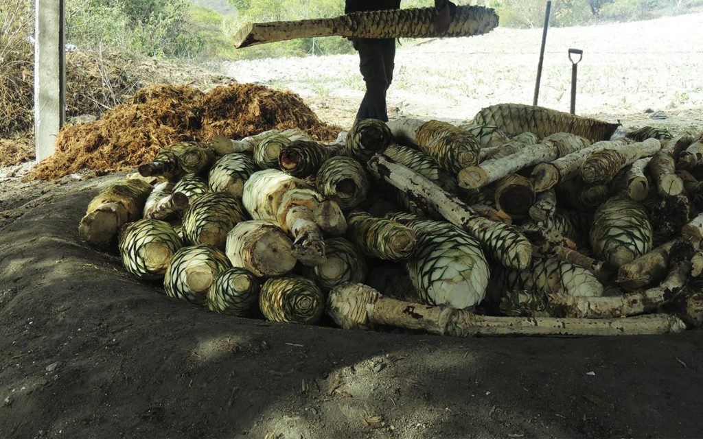 mezcal_pit_oven_cooking_artisanal_mezcal_ensambles